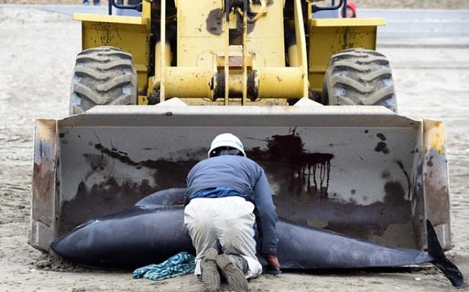 Workers remove a dead melon-headed whale beached on the shore of Hokota city, northeast of Tokyo © Toshifumi Kitamura/AFP/Getty Images